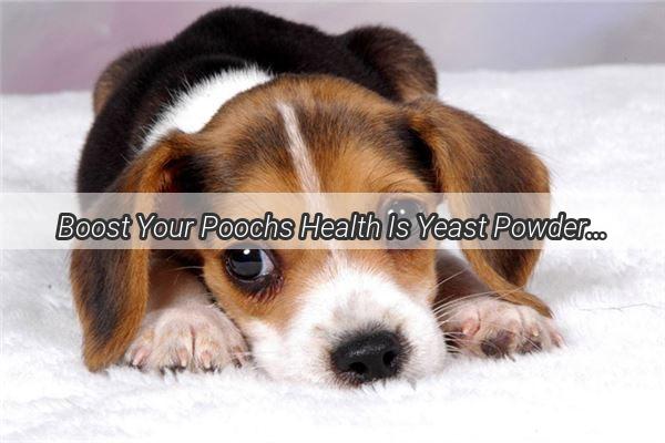 Boost Your Poochs Health Is Yeast Powder a Dogs Best Friend